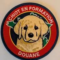 Chiot en formation