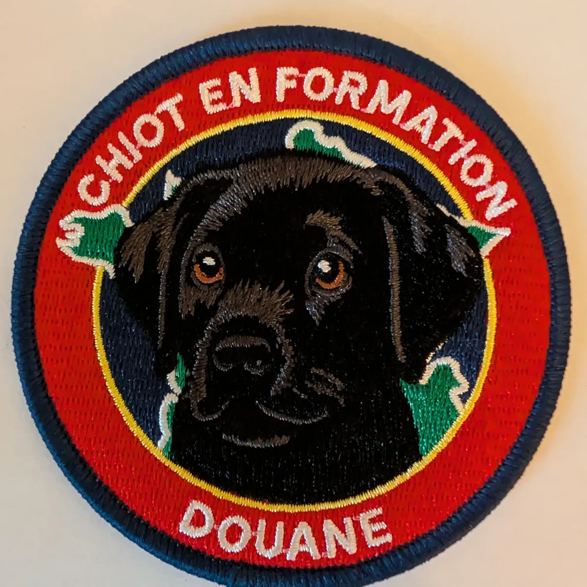Chiot en formation