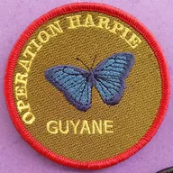 Opération Harpie - Guyane - morpho - 1