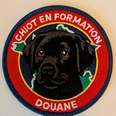 Chiot en formation
